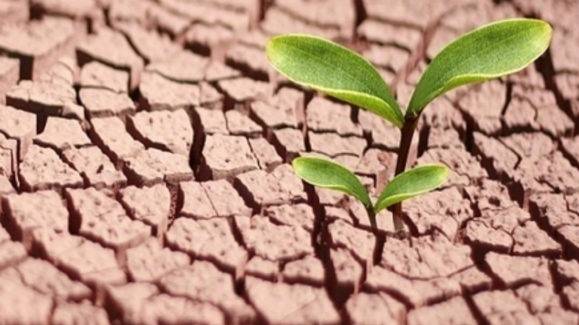 Bea Las plantas luchan (2)